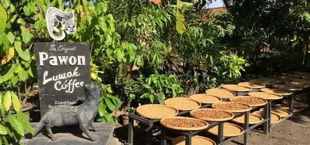 Edukasi Kopi Luwak